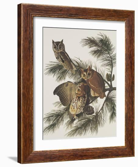 Little Screech Owl or Mottled Owl-John James Audubon-Framed Art Print