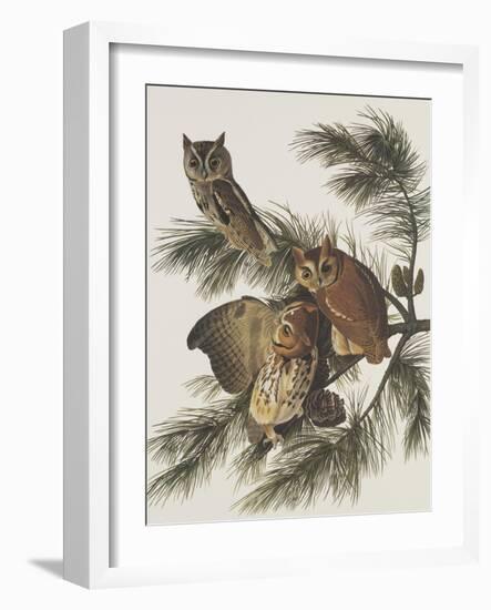 Little Screech Owl or Mottled Owl-John James Audubon-Framed Art Print