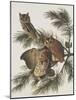 Little Screech Owl or Mottled Owl-John James Audubon-Mounted Art Print