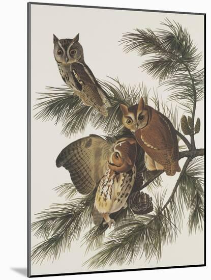 Little Screech Owl or Mottled Owl-John James Audubon-Mounted Art Print