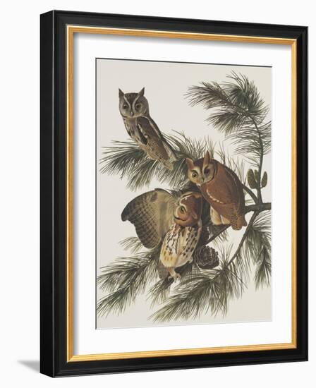 Little Screech Owl or Mottled Owl-John James Audubon-Framed Art Print