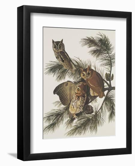 Little Screech Owl or Mottled Owl-John James Audubon-Framed Art Print