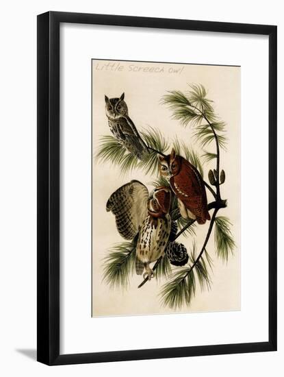 Little Screech Owl-John James Audubon-Framed Art Print