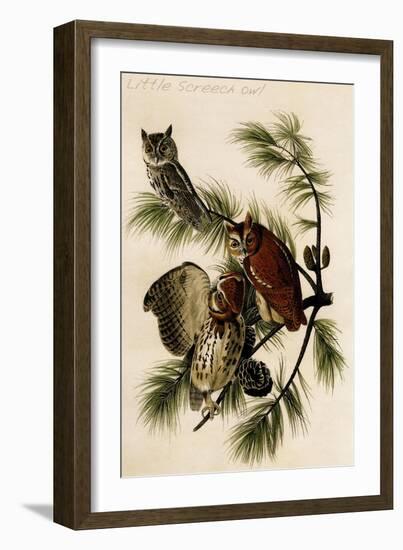 Little Screech Owl-John James Audubon-Framed Art Print