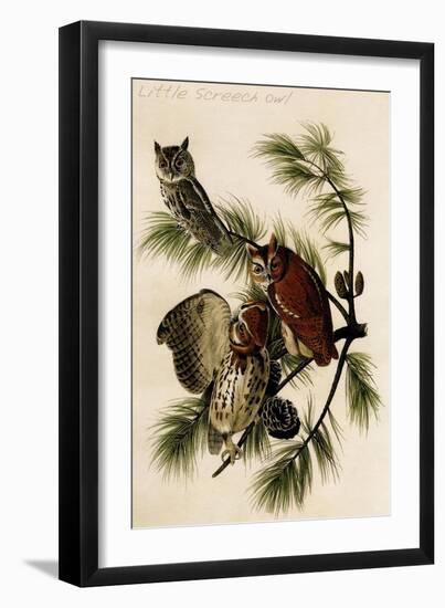 Little Screech Owl-John James Audubon-Framed Art Print