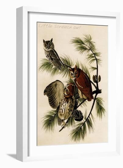 Little Screech Owl-John James Audubon-Framed Art Print