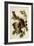 Little Screech Owl-John James Audubon-Framed Art Print