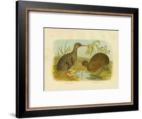 Little Spotted Kiwi, 1891-Gracius Broinowski-Framed Giclee Print