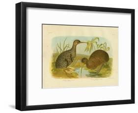 Little Spotted Kiwi, 1891-Gracius Broinowski-Framed Giclee Print