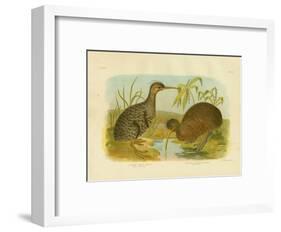 Little Spotted Kiwi, 1891-Gracius Broinowski-Framed Giclee Print