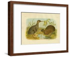 Little Spotted Kiwi, 1891-Gracius Broinowski-Framed Giclee Print