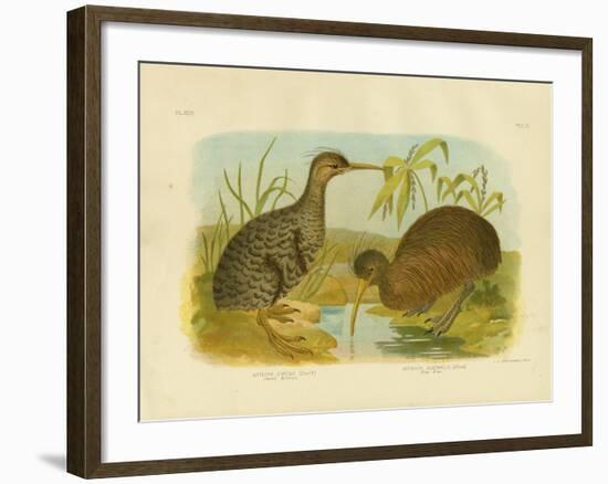 Little Spotted Kiwi, 1891-Gracius Broinowski-Framed Giclee Print