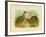 Little Spotted Kiwi, 1891-Gracius Broinowski-Framed Giclee Print