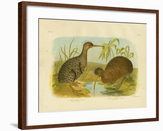 Little Spotted Kiwi, 1891-Gracius Broinowski-Framed Giclee Print