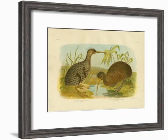 Little Spotted Kiwi, 1891-Gracius Broinowski-Framed Giclee Print