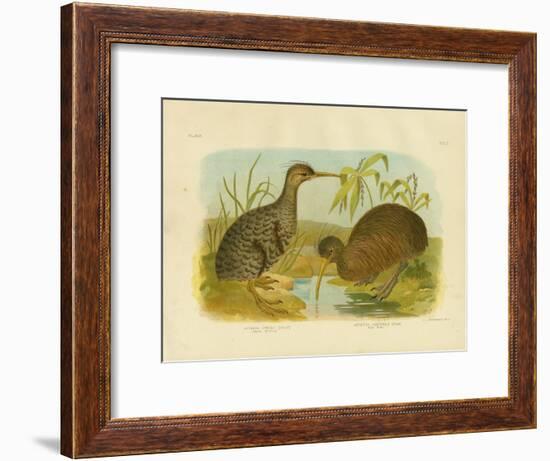 Little Spotted Kiwi, 1891-Gracius Broinowski-Framed Giclee Print