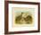 Little Spotted Kiwi, 1891-Gracius Broinowski-Framed Giclee Print