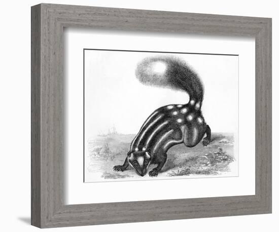 Little Striped Skunk-null-Framed Premium Giclee Print