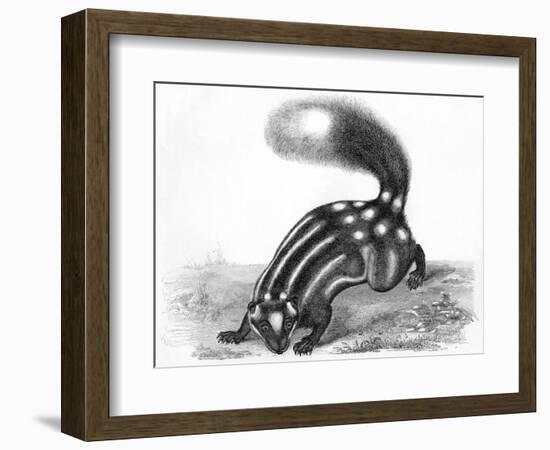 Little Striped Skunk-null-Framed Premium Giclee Print