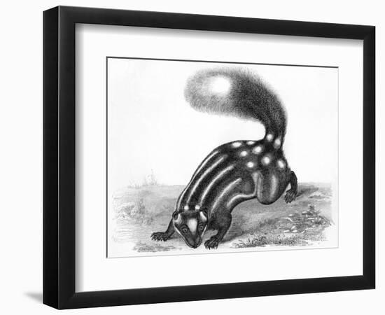 Little Striped Skunk-null-Framed Premium Giclee Print