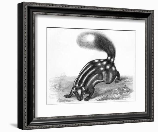 Little Striped Skunk-null-Framed Premium Giclee Print