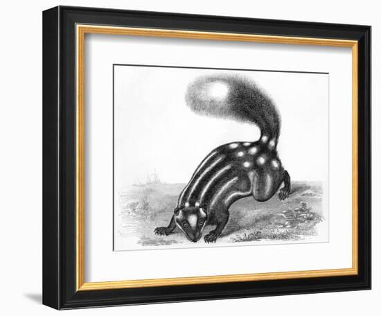 Little Striped Skunk-null-Framed Premium Giclee Print