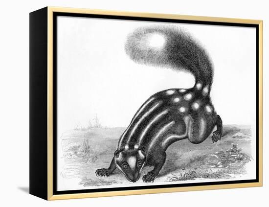 Little Striped Skunk-null-Framed Stretched Canvas