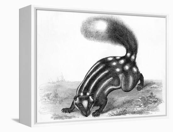 Little Striped Skunk-null-Framed Stretched Canvas