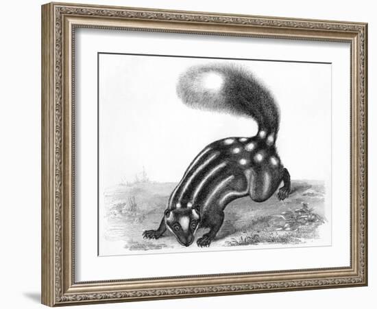 Little Striped Skunk-null-Framed Art Print