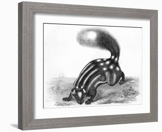 Little Striped Skunk-null-Framed Art Print