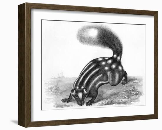 Little Striped Skunk-null-Framed Art Print