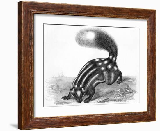 Little Striped Skunk-null-Framed Art Print