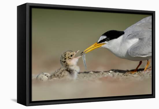 Little Tern feeding chick, Sado Estuary, Portugal. June-Pedro Narra-Framed Premier Image Canvas