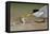 Little Tern feeding chick, Sado Estuary, Portugal. June-Pedro Narra-Framed Premier Image Canvas