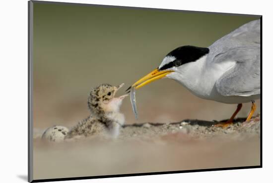 Little Tern feeding chick, Sado Estuary, Portugal. June-Pedro Narra-Mounted Photographic Print