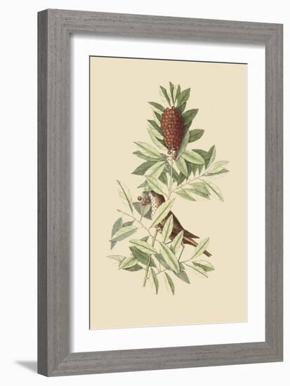 Little Thrush-Mark Catesby-Framed Art Print