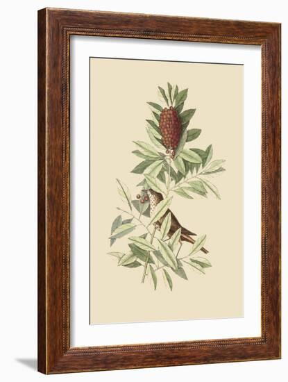 Little Thrush-Mark Catesby-Framed Art Print