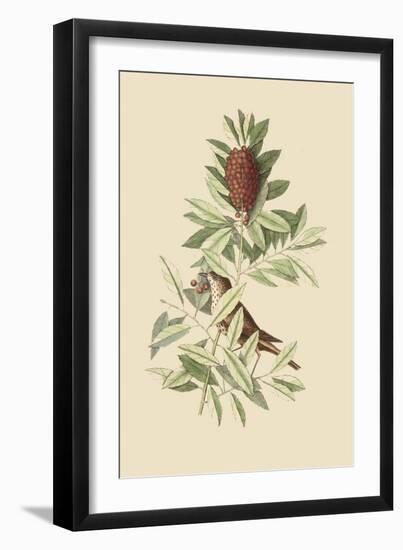 Little Thrush-Mark Catesby-Framed Art Print