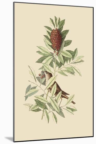 Little Thrush-Mark Catesby-Mounted Art Print