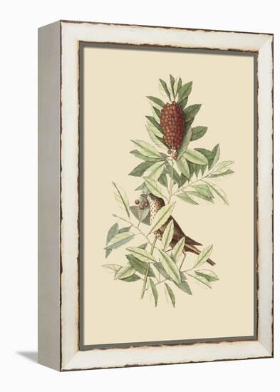 Little Thrush-Mark Catesby-Framed Stretched Canvas