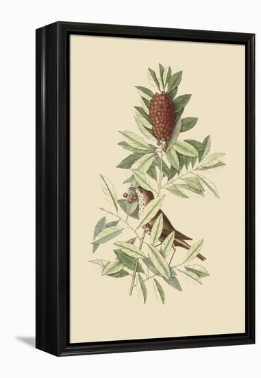 Little Thrush-Mark Catesby-Framed Stretched Canvas