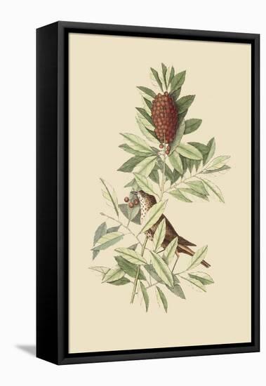 Little Thrush-Mark Catesby-Framed Stretched Canvas