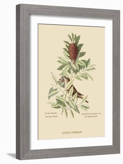 Little Thrush-Mark Catesby-Framed Art Print