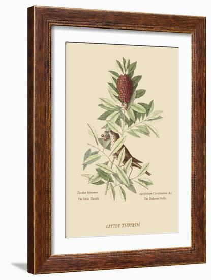 Little Thrush-Mark Catesby-Framed Art Print