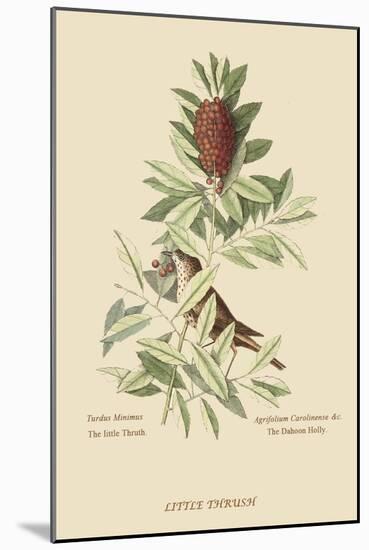 Little Thrush-Mark Catesby-Mounted Art Print