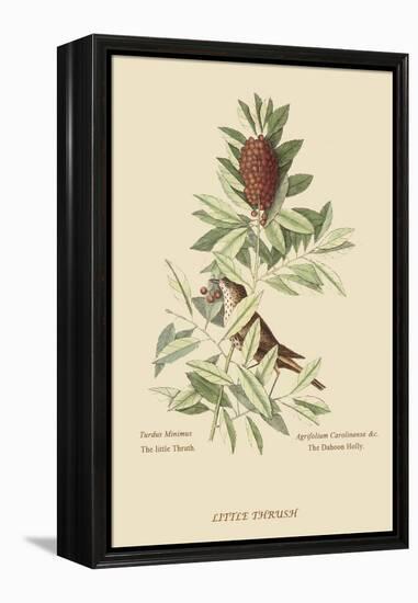 Little Thrush-Mark Catesby-Framed Stretched Canvas