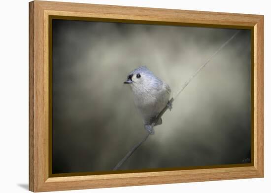 Little Tufted Titmouse-Jai Johnson-Framed Premier Image Canvas