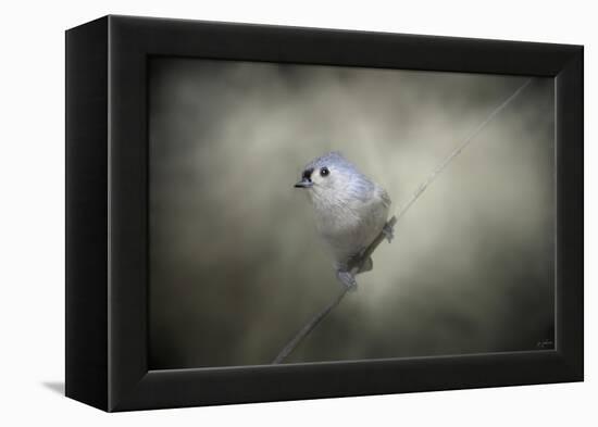 Little Tufted Titmouse-Jai Johnson-Framed Premier Image Canvas