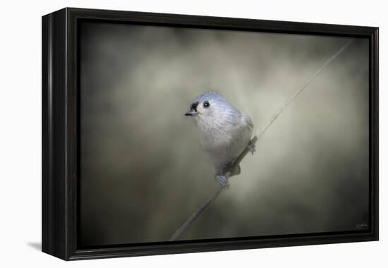 Little Tufted Titmouse-Jai Johnson-Framed Premier Image Canvas