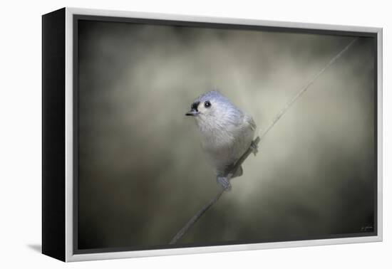 Little Tufted Titmouse-Jai Johnson-Framed Premier Image Canvas